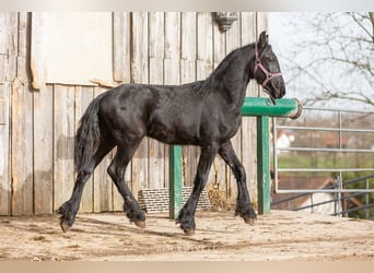 Frisone / Frisone Occidentale, Stallone, 2 Anni, Morello