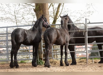 Frisone / Frisone Occidentale, Stallone, 2 Anni, Morello
