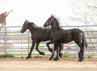 Frisone / Frisone Occidentale, Stallone, 2 Anni, Morello