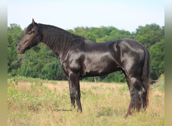 Frisone / Frisone Occidentale, Stallone, 3 Anni, 152 cm, Morello
