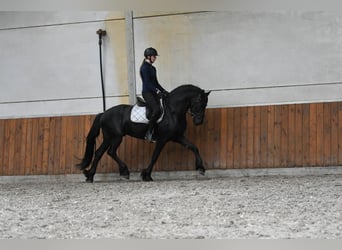 Frisone / Frisone Occidentale, Stallone, 3 Anni, 156 cm, Morello