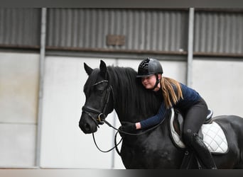 Frisone / Frisone Occidentale, Stallone, 3 Anni, 156 cm, Morello