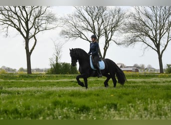 Frisone / Frisone Occidentale, Stallone, 3 Anni, 162 cm, Morello