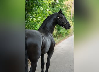 Frisone / Frisone Occidentale, Stallone, 3 Anni, 162 cm, Morello