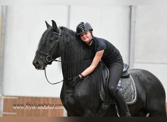 Frisone / Frisone Occidentale, Stallone, 3 Anni, 162 cm, Morello