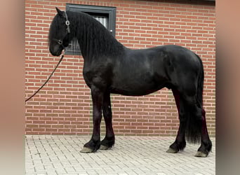 Frisone / Frisone Occidentale, Stallone, 3 Anni, 162 cm, Morello