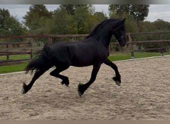 Frisone / Frisone Occidentale, Stallone, 3 Anni, 162 cm, Morello