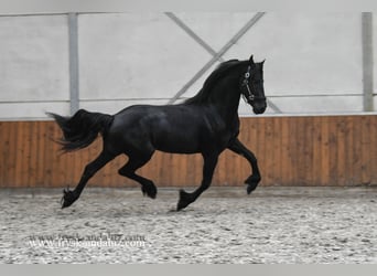 Frisone / Frisone Occidentale, Stallone, 3 Anni, 163 cm, Morello