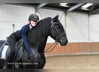 Frisone / Frisone Occidentale, Stallone, 3 Anni, 163 cm, Morello