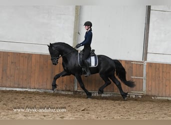 Frisone / Frisone Occidentale, Stallone, 3 Anni, 163 cm, Morello