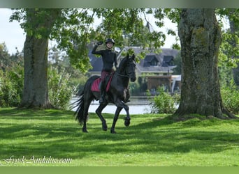 Frisone / Frisone Occidentale, Stallone, 3 Anni, 163 cm, Morello
