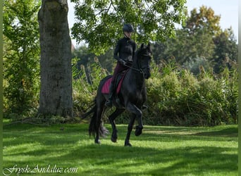 Frisone / Frisone Occidentale, Stallone, 3 Anni, 163 cm, Morello