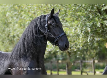 Frisone / Frisone Occidentale, Stallone, 3 Anni, 164 cm, Morello