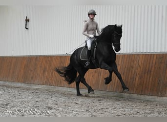 Frisone / Frisone Occidentale, Stallone, 3 Anni, 164 cm, Morello