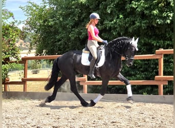 Frisone / Frisone Occidentale, Stallone, 3 Anni, 164 cm, Morello