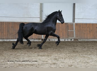 Frisone / Frisone Occidentale, Stallone, 3 Anni, 164 cm, Morello