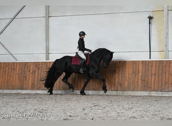 Frisone / Frisone Occidentale, Stallone, 3 Anni, 165 cm, Grigio ferro