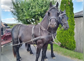 Frisone / Frisone Occidentale, Stallone, 3 Anni, 165 cm, Morello