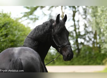 Frisone / Frisone Occidentale, Stallone, 3 Anni, 165 cm, Morello