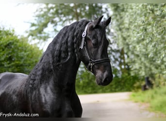 Frisone / Frisone Occidentale, Stallone, 3 Anni, 165 cm, Morello