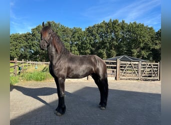 Frisone / Frisone Occidentale, Stallone, 3 Anni, 165 cm, Morello