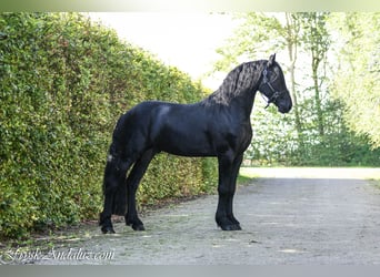 Frisone / Frisone Occidentale, Stallone, 3 Anni, 165 cm, Morello