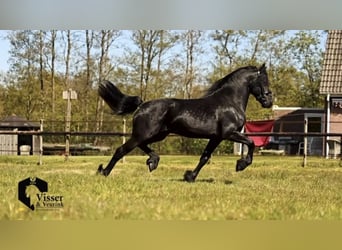 Frisone / Frisone Occidentale, Stallone, 3 Anni, 165 cm, Morello
