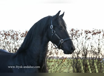 Frisone / Frisone Occidentale, Stallone, 3 Anni, 165 cm, Morello