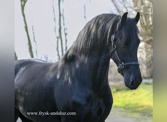 Frisone / Frisone Occidentale, Stallone, 3 Anni, 165 cm, Morello
