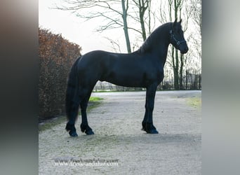 Frisone / Frisone Occidentale, Stallone, 3 Anni, 165 cm, Morello