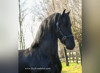 Frisone / Frisone Occidentale, Stallone, 3 Anni, 165 cm, Morello