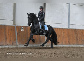 Frisone / Frisone Occidentale, Stallone, 3 Anni, 165 cm, Morello