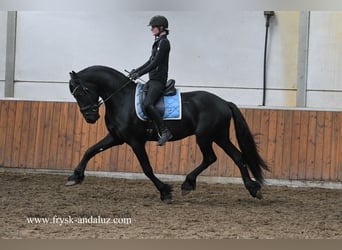 Frisone / Frisone Occidentale, Stallone, 3 Anni, 165 cm, Morello