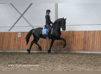 Frisone / Frisone Occidentale, Stallone, 3 Anni, 165 cm, Morello