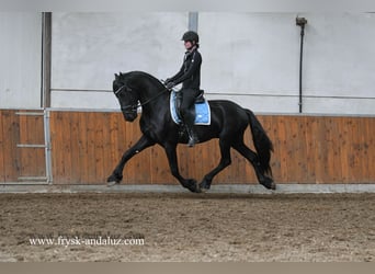 Frisone / Frisone Occidentale, Stallone, 3 Anni, 165 cm, Morello