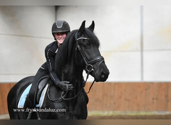 Frisone / Frisone Occidentale, Stallone, 3 Anni, 165 cm, Morello