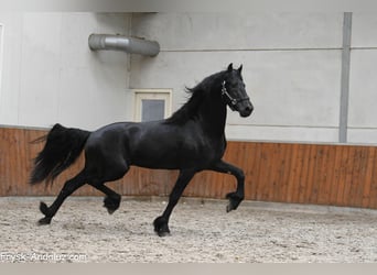 Frisone / Frisone Occidentale, Stallone, 3 Anni, 167 cm, Morello