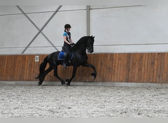 Frisone / Frisone Occidentale, Stallone, 3 Anni, 167 cm, Morello