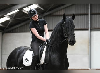 Frisone / Frisone Occidentale, Stallone, 3 Anni, 167 cm, Morello