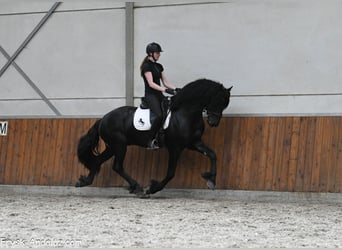 Frisone / Frisone Occidentale, Stallone, 3 Anni, 167 cm, Morello