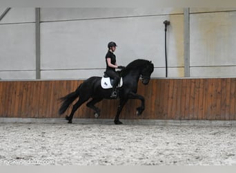 Frisone / Frisone Occidentale, Stallone, 3 Anni, 167 cm, Morello