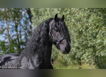 Frisone / Frisone Occidentale, Stallone, 3 Anni, 168 cm, Morello