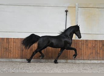 Frisone / Frisone Occidentale, Stallone, 3 Anni, 168 cm, Morello