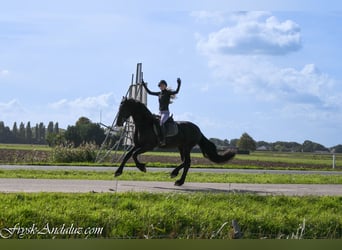 Frisone / Frisone Occidentale, Stallone, 3 Anni, 168 cm, Morello