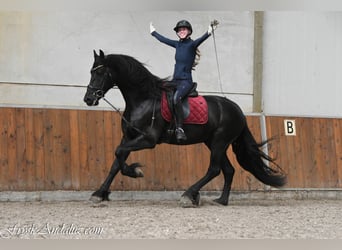 Frisone / Frisone Occidentale, Stallone, 3 Anni, 168 cm, Morello