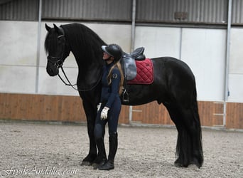 Frisone / Frisone Occidentale, Stallone, 3 Anni, 168 cm, Morello