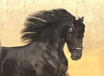 Frisone / Frisone Occidentale, Stallone, 3 Anni, 168 cm, Morello