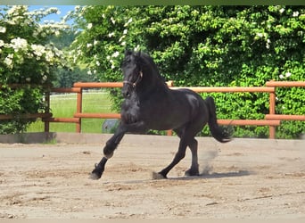 Frisone / Frisone Occidentale, Stallone, 3 Anni, 168 cm, Morello