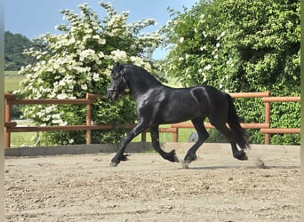 Frisone / Frisone Occidentale, Stallone, 3 Anni, 168 cm, Morello
