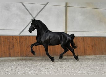 Frisone / Frisone Occidentale, Stallone, 3 Anni, 170 cm, Morello